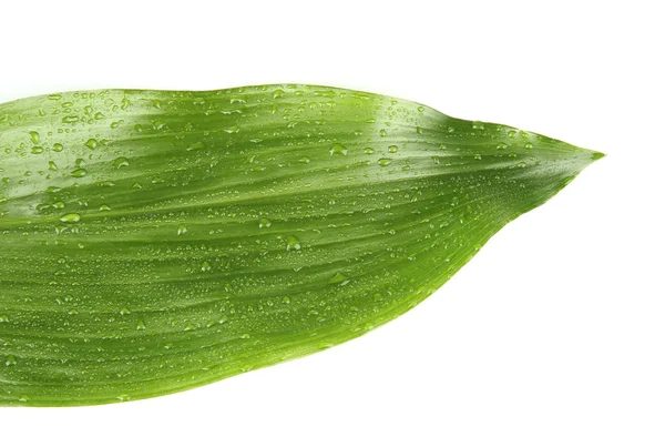 Foglia verde bagnato su sfondo bianco primo piano — Foto Stock