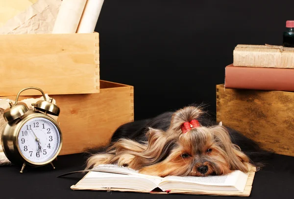 Beautiful yorkshire terrier surrounded by antiques on black background — Stock Photo, Image