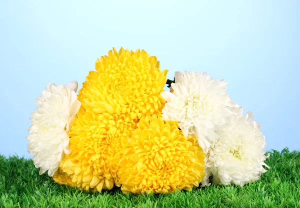 Mooie chrysant op gras op blauwe achtergrond — Stockfoto