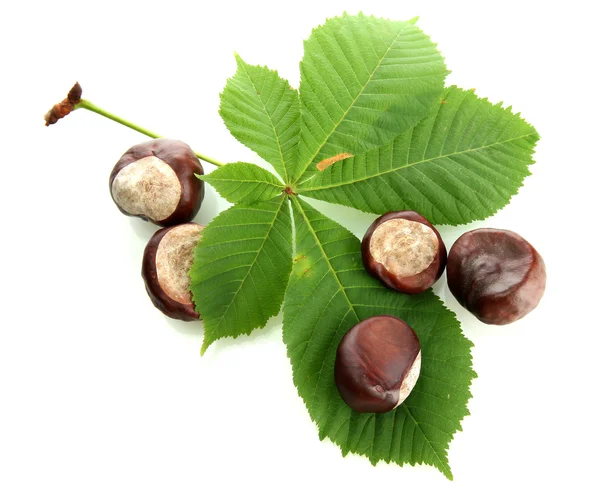 Castanhas com folhas, isoladas sobre branco — Fotografia de Stock