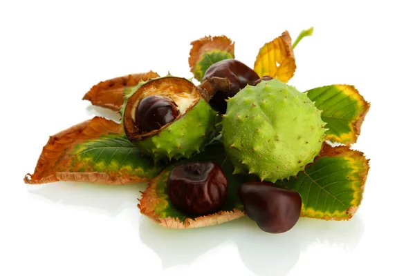 Castagne con foglie secche autunnali, isolate su bianco — Foto Stock