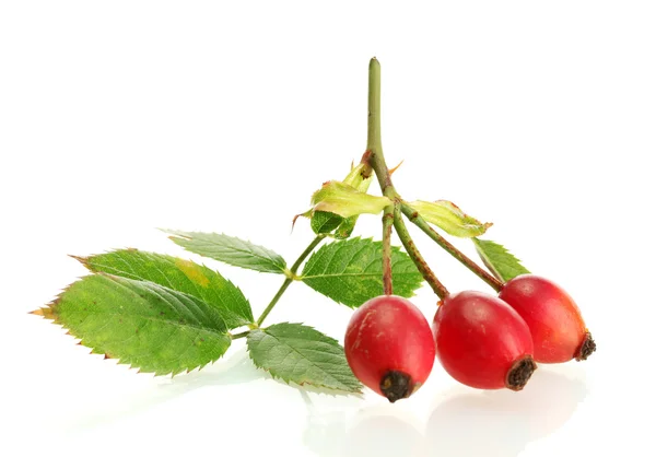 Mogen hip rosor på gren med blad, isolerad på vit — Stockfoto