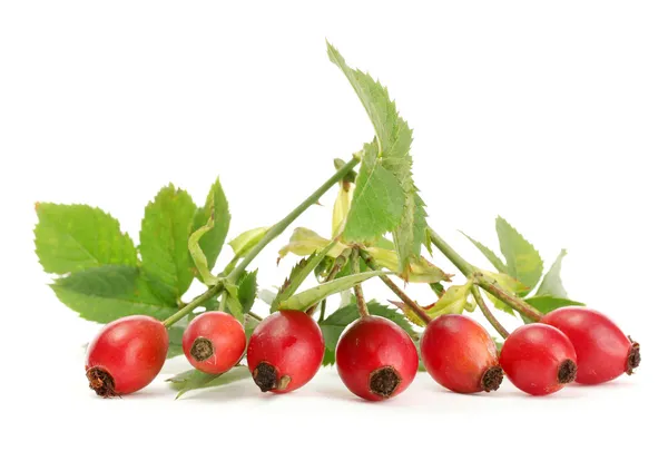 Ripe hip roses on branch with leaves, isolated on white — Stock Photo, Image