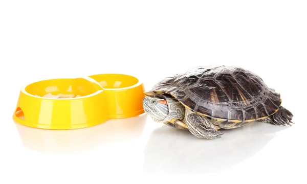 Tortue oreille rouge et mangeoire isolé sur blanc — Photo