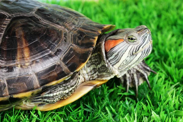 Red ear turtle on grass — Stock Photo, Image