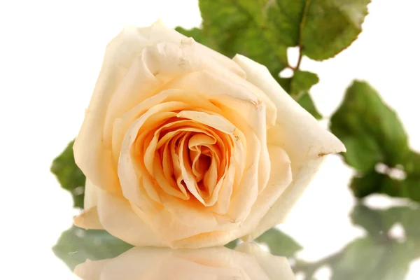 Hermosa rosa crema aislada en blanco — Foto de Stock