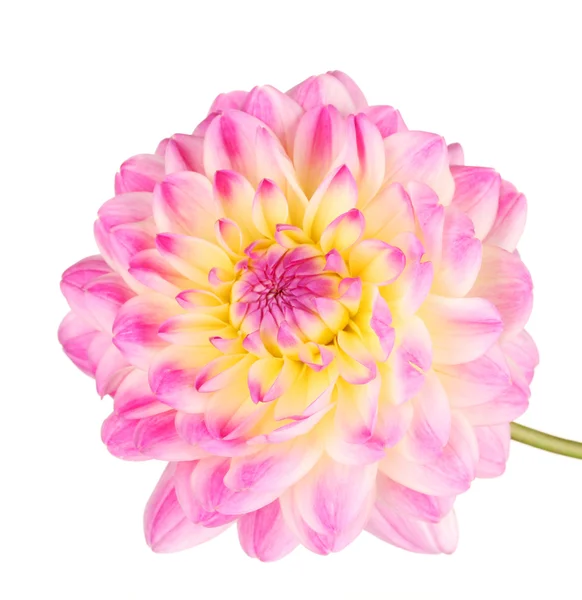 Dalia rosa aislada en blanco —  Fotos de Stock