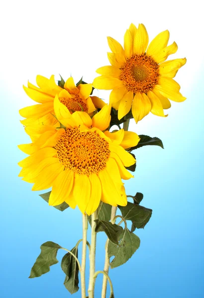 Beautiful sunflowers, on blue background — Stock Photo, Image