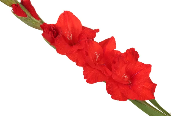 Branch of red gladiolus on white background close-up — Stock Photo, Image