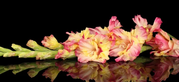 Ramo de gladiolus amarelo-rosa no fundo preto close-up — Fotografia de Stock