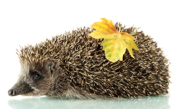 Hedgehog with autumn leaf, isolated on white — Stock Photo, Image