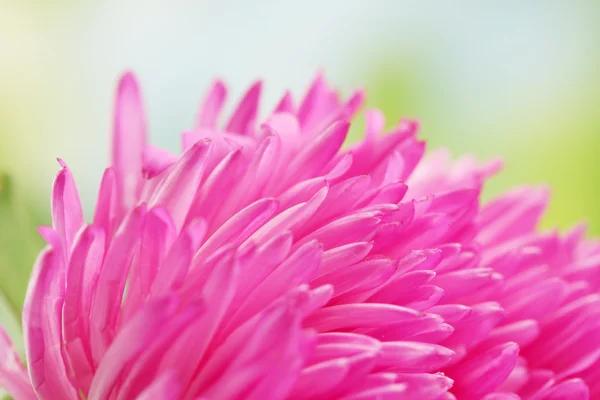 Mooie aster bloem, op groene achtergrond — Stockfoto