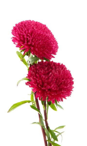 美丽翠菊鲜花的粉红色背景 — 图库照片