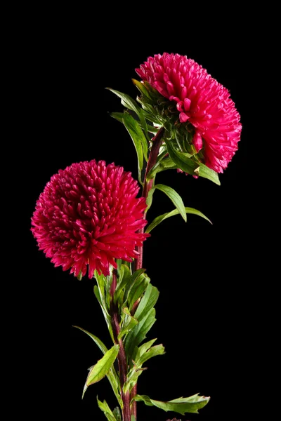 Krásný aster květiny, na černém pozadí — Stock fotografie