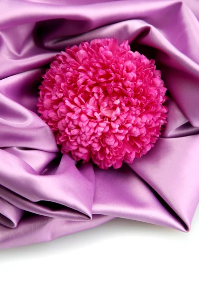 Krásný aster květina, na hedvábné pozadí — Stock fotografie