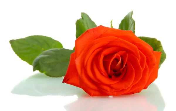 Róża pomarańczowa izolowana na białym — Zdjęcie stockowe