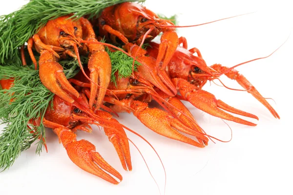 Beyaz izole fennel ile lezzetli haşlanmış crayfishes — Stok fotoğraf