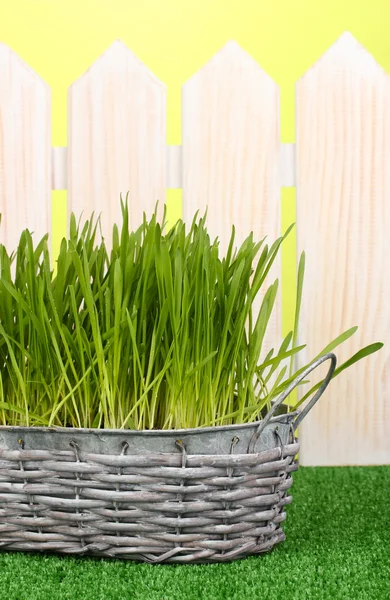 Groen gras in mand in de buurt van hek — Stockfoto