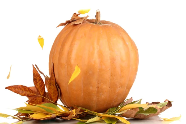 Calabaza naranja madura hojas amarillas de otoño aisladas en blanco —  Fotos de Stock