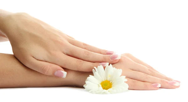 Beautiful woman hands with camomile, isolated on white — Stock Photo, Image