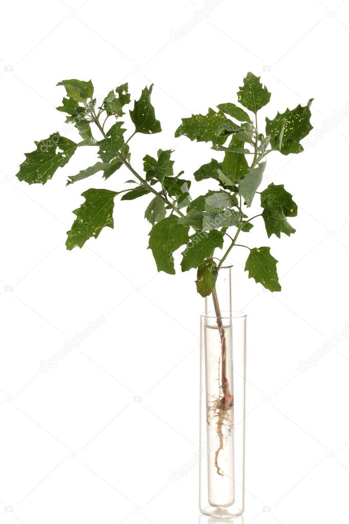 植物の白で隔離される試験管のクローズ アップ ストック写真 C Belchonock 植物の白で隔離される試験管のクローズ アップ ストック写真 C Belchonock