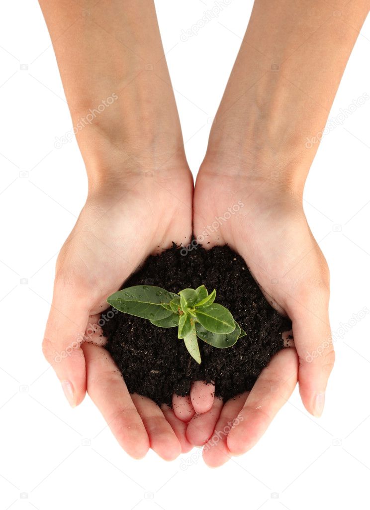 woman's hands holding a plant growing out of the ground