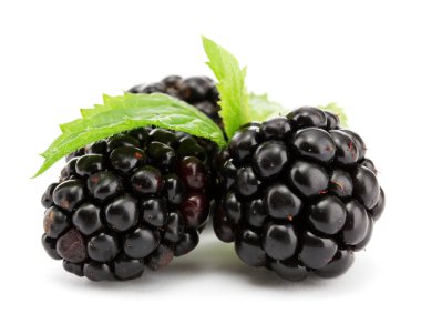 güzel böğürtlen yaprağı üzerinde beyaz izole