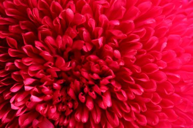 Aster çiçek pembe, yakın çekim