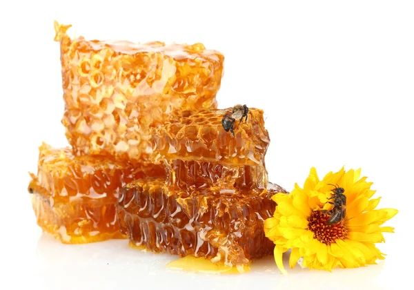 Sweet honeycomb with honey, bee and flower, isolated on white — Stock Photo, Image