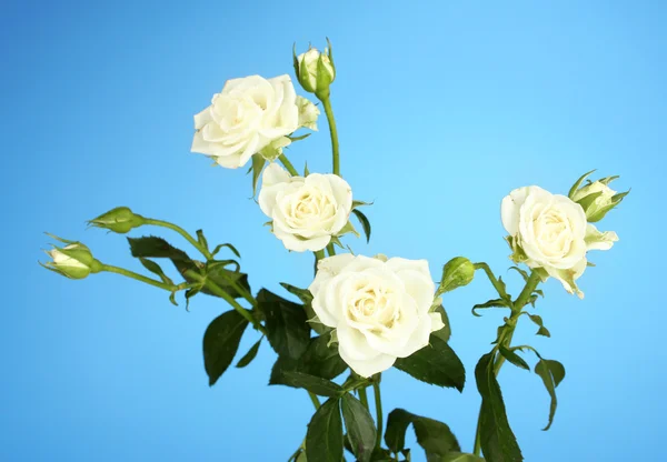 A közeli kék háttér gyönyörű fehér rózsák — Stock Fotó