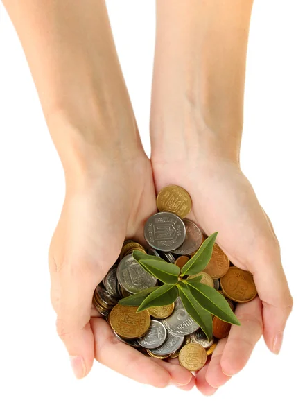 Woman's hands are holding a money tree on white background close-up — Stock Photo, Image