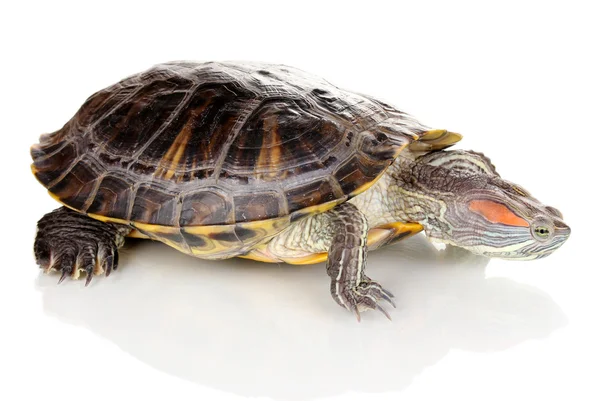 Rød øreskildpadde isoleret på hvid - Stock-foto