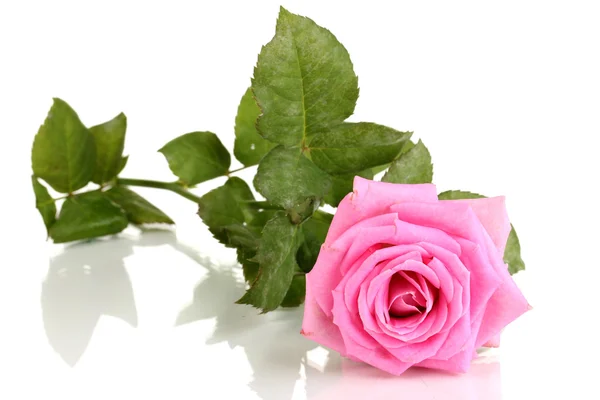 Rosa rosa hermoso aislado en blanco — Foto de Stock