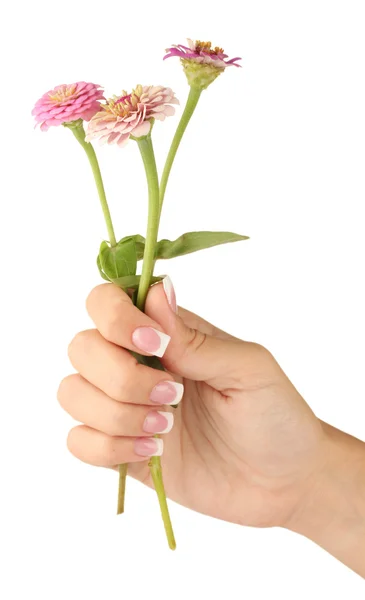 Flores rosas con manos de mujer sobre fondo blanco — Foto de Stock