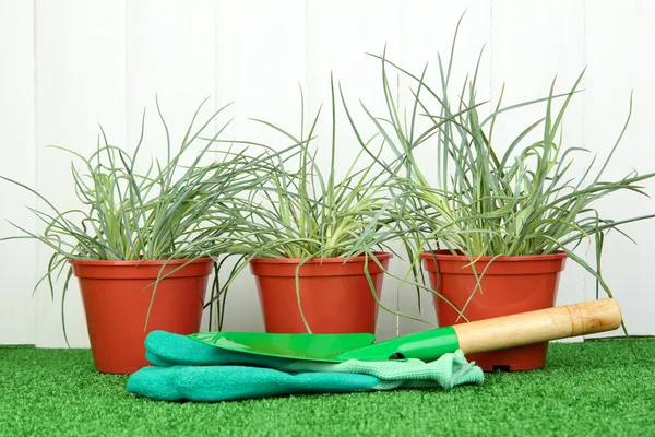 Macetas con plántulas sobre hierba verde sobre fondo de madera — Foto de Stock