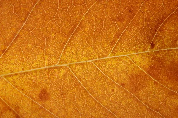 Ljusa höst löv, närbild — Stockfoto