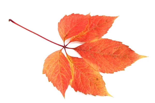 Feuille d'automne brillante, isolée sur blanc — Photo