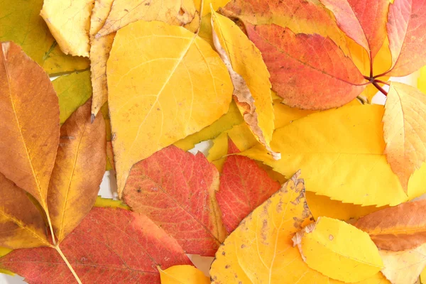 Bright autumn leaves, close up — Stock Photo, Image