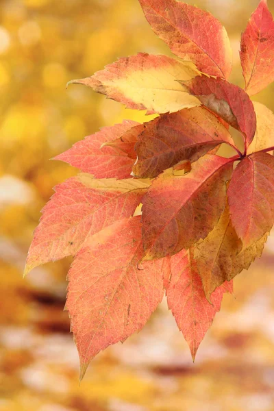 Hojas brillantes de otoño, sobre fondo amarillo —  Fotos de Stock
