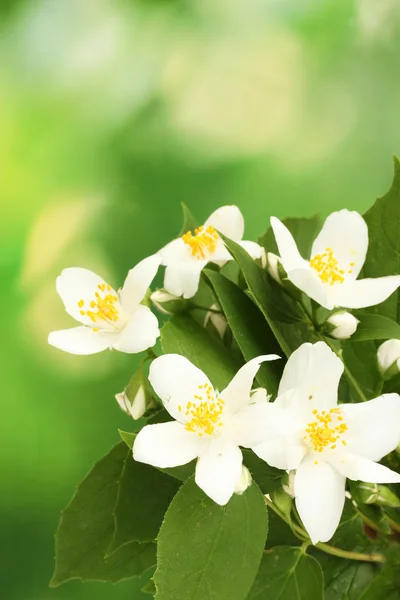 Mooie jasmijn bloemen met bladeren op groene achtergrond — Stockfoto