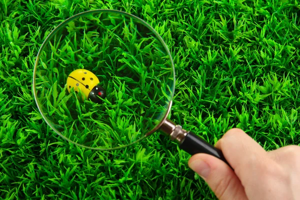 Coccinelle et loupe à la main sur herbe verte — Photo