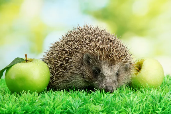 Hedgehog with apples, on grass, on green background — Stock Photo, Image