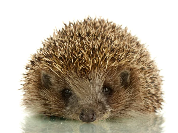 Hedgehog, isolated on white — Stock Photo, Image