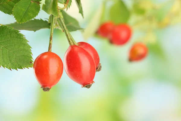 Rijp hip rozen op tak met bladeren, op groene achtergrond — Stockfoto