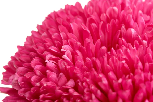 분홍색과 꽃 꽃, 흰색 절연 — 스톡 사진