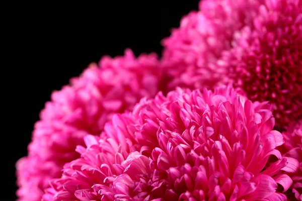 Hermosas flores de montaña, sobre fondo negro — Foto de Stock