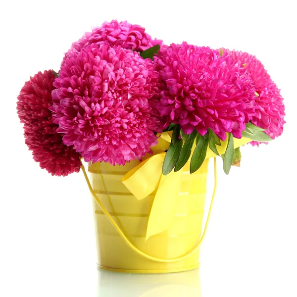 Flores de aster rosa en cubo, aisladas en blanco — Foto de Stock