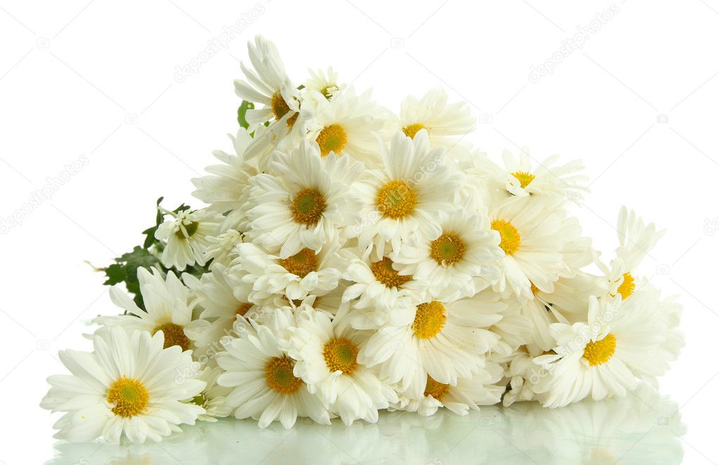Bouquet of beautiful daisies flowers, isolated on white