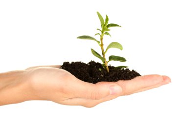 kadın eli yere, beyaz arka plan yakın çekim dışarı büyüyen bitki holding