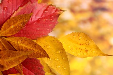 yaprak ve yağmur damlaları